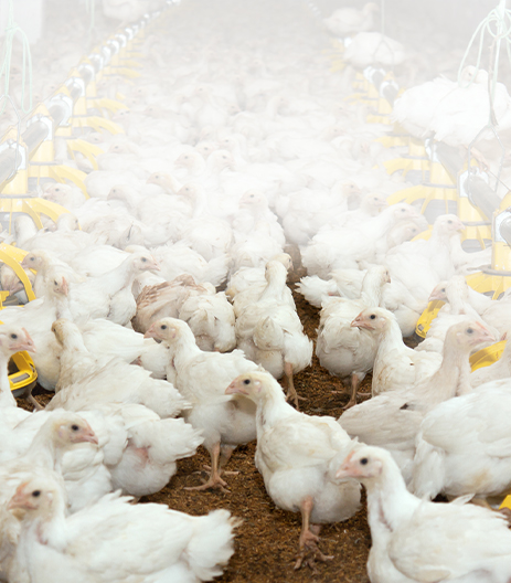 Agriculture Finance Poultry Farming Banner